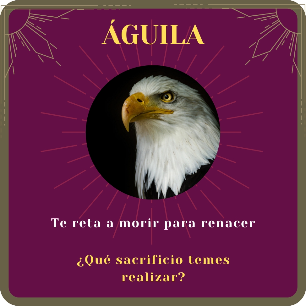 águila