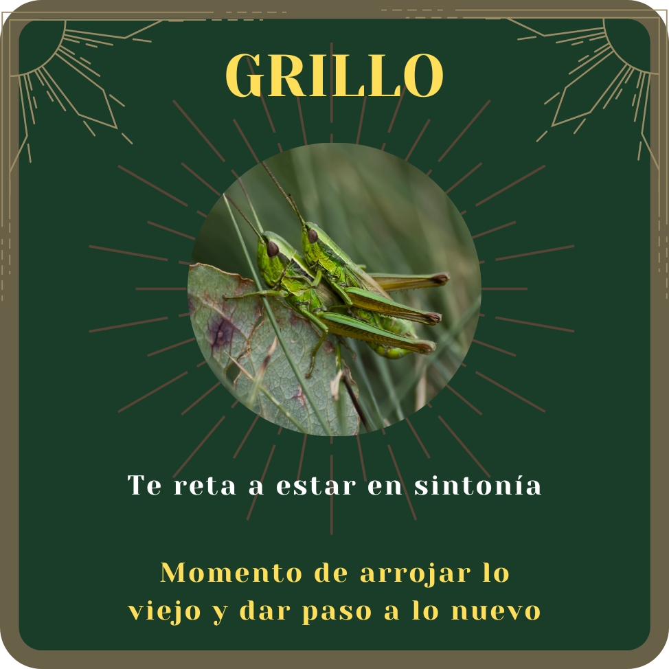 grillo